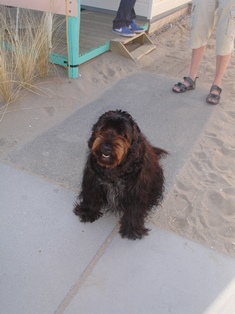 strandhuisje katwijk met hond